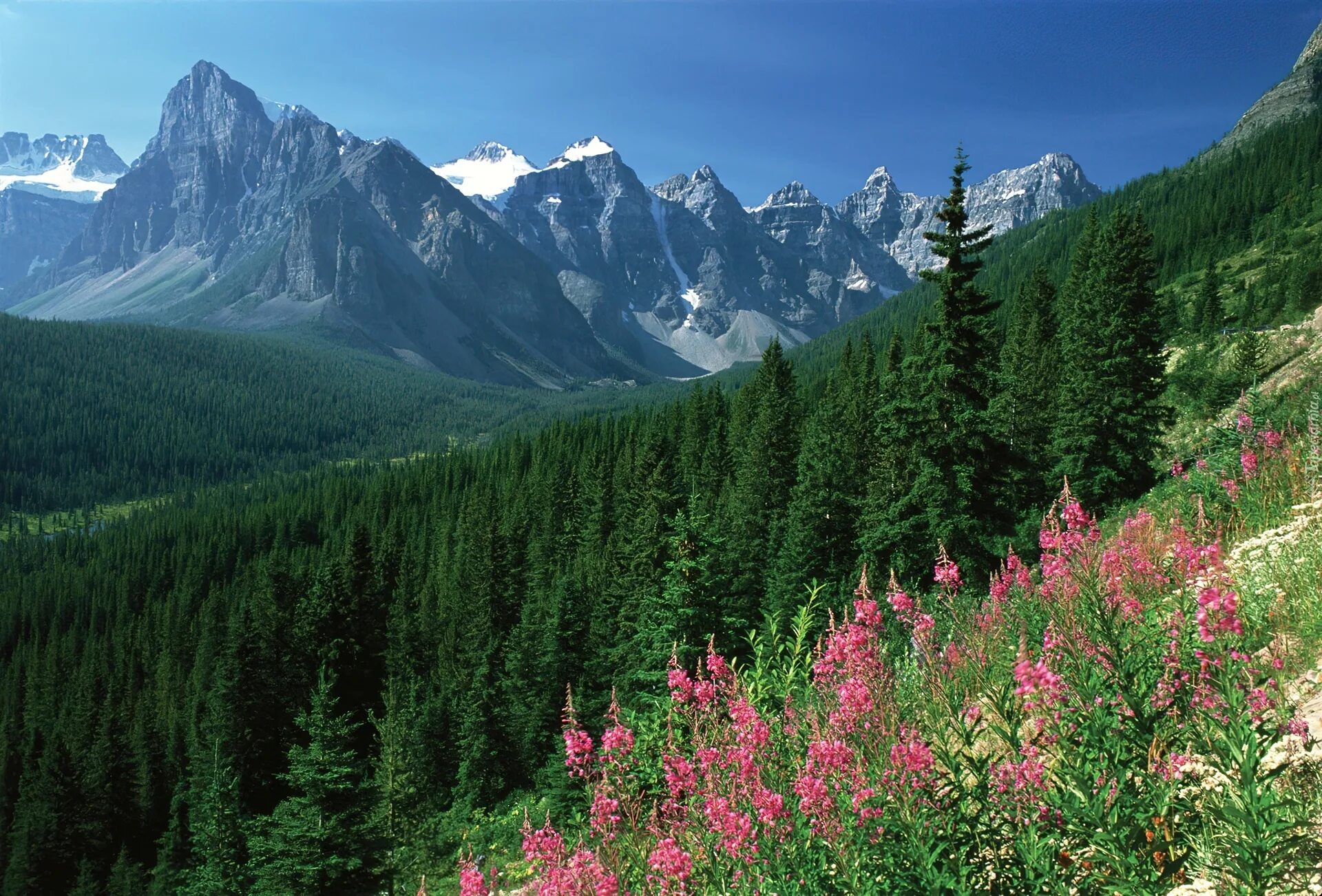 Многообразие лесов. Хвойный лес Северной Америки. Тайга Канады.
