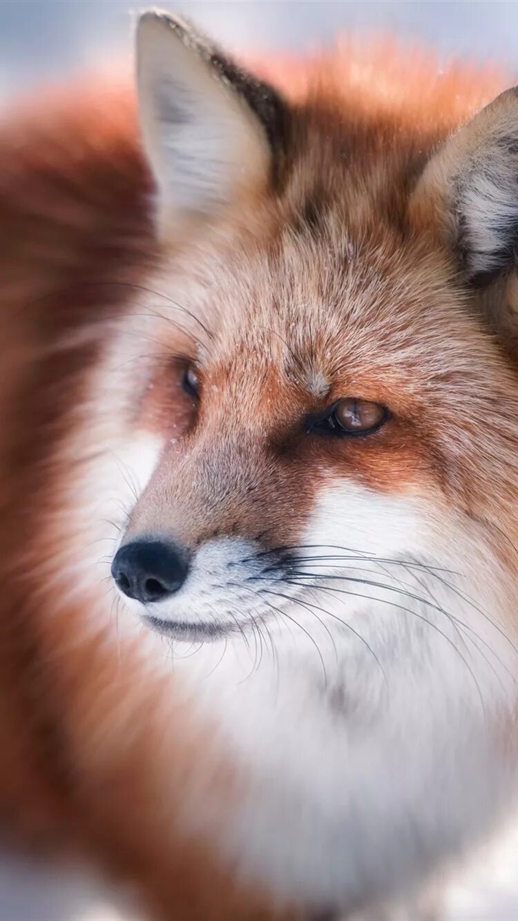 Лиса огневка. Красивая лиса. Красная лиса. Красивый Лис. Fox look