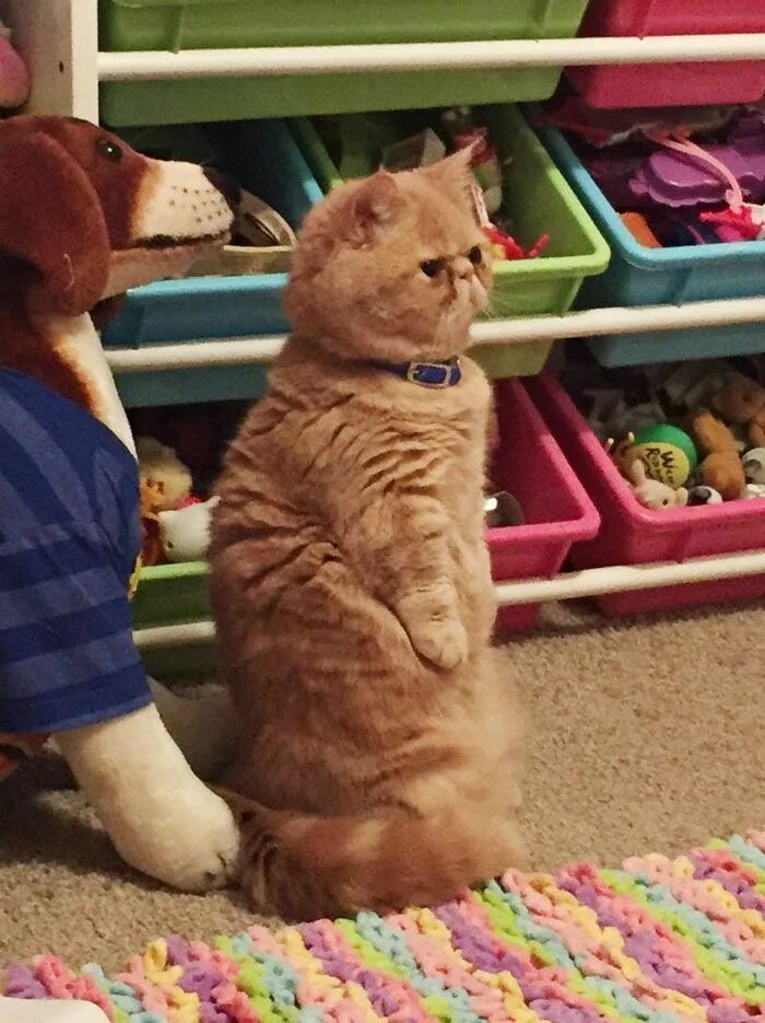 Whose cat is that