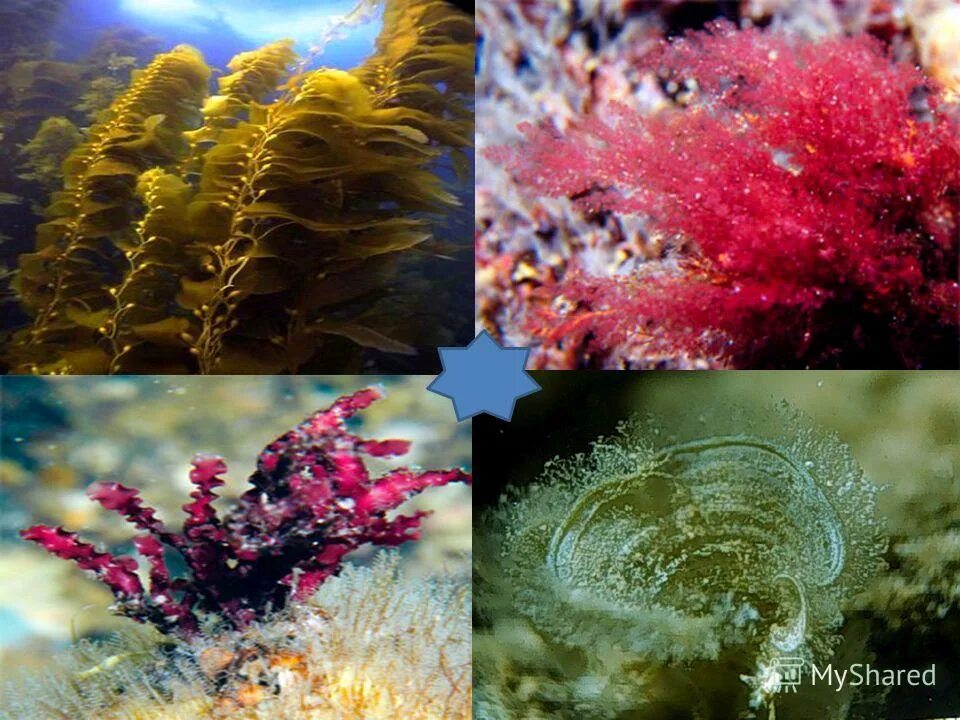 Водоросли представляют собой. Морские растения. Цвет водорослей. Цветные водоросли. Красивые водоросли.