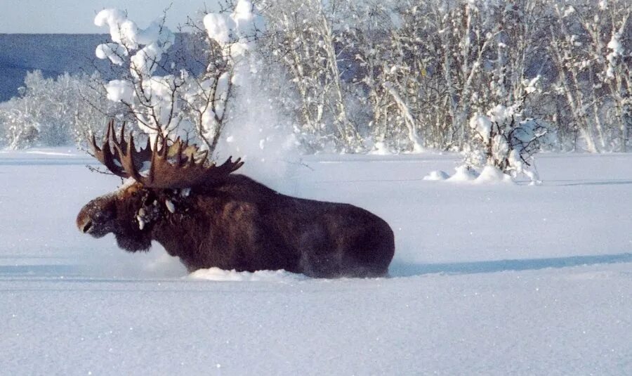 Стая лосей. Лось зимой. Стадо лосей зимой. Лось в зимнем лесу. Лось в Якутии зимой.