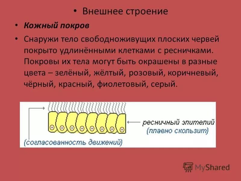 Планария римацефалус. Тип плоские черви класс ресничные. Плоские черви беспозвоночные. Плоские черви класс ресничные. Процессы выделения у плоского червя.