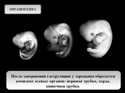 Зародыш эмбрионального периода