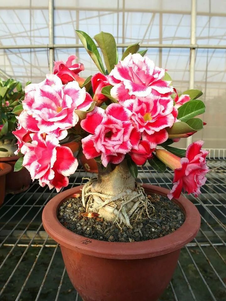 Адениум дома интернет магазин семян. Адениум. Адениум (Adenium). Адениум бонсай. Адениум Обесум тучный.