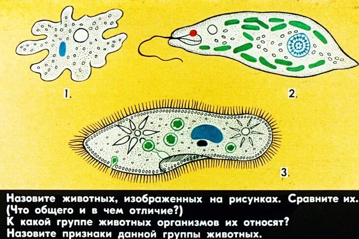 Простейшие одноклеточные организмы строение. Строение амебы и инфузории. Амеба инфузория туфелька эвглена зеленая рисунок. Рисунки амебы, эвглены и инфузории.