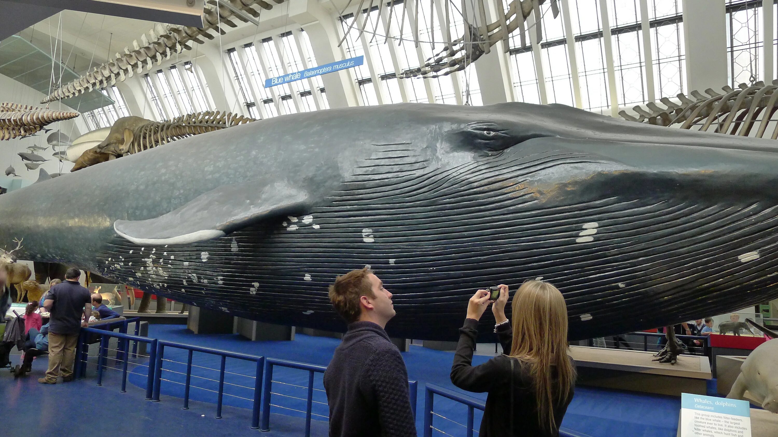 Голубой кит 33 метра. Самый большой кит в мире Размеры. Самый большой синий кит. Находиться громадный