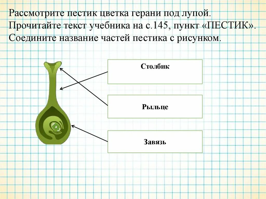 Функция пестика у цветка. Схема строения пестика. Строение завязи пестика. Название частей пестика. Строение пестика ЕГЭ.