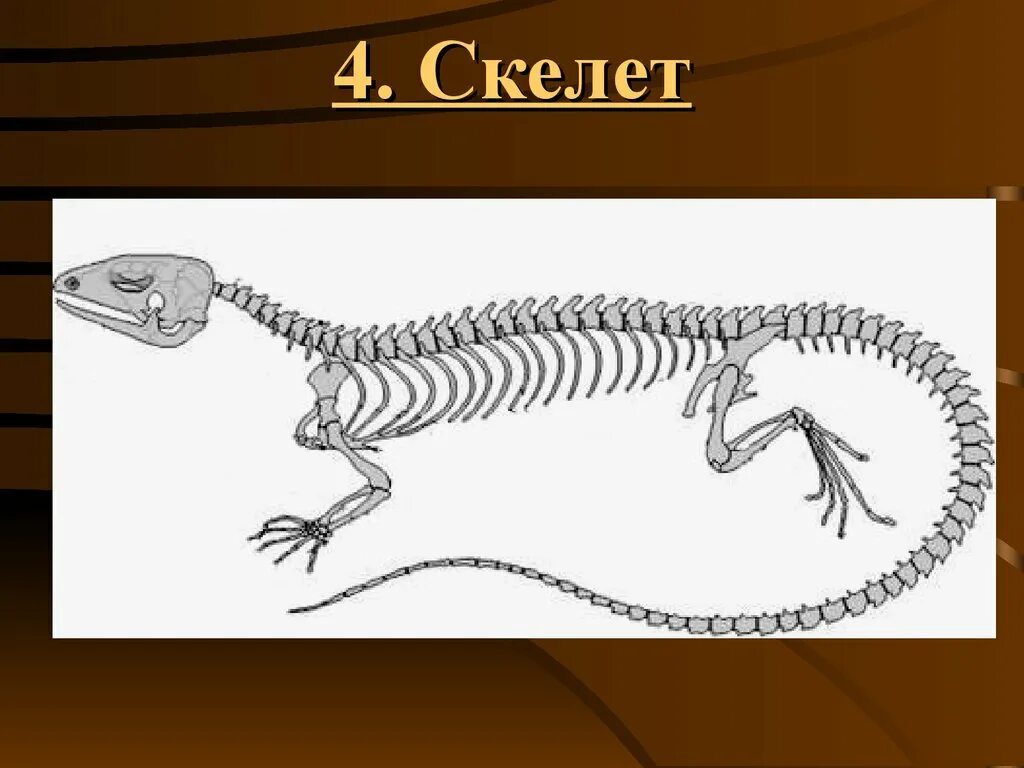 Пресмыкающиеся скелет. Скелет ящерицы. Скелет рептилий. Строение скелета ящерицы.