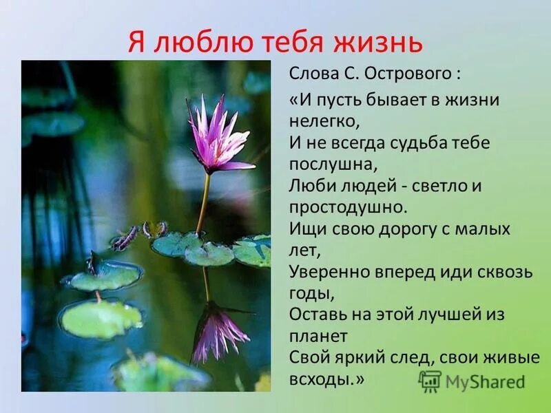 Я люблю тебя жизнь текст. Я люблю тебя жизнь картинки. Блог я люблю тебя жизнь. Я люблю тебя тебя жизнь. Я люблю тебя жизнь надпись.