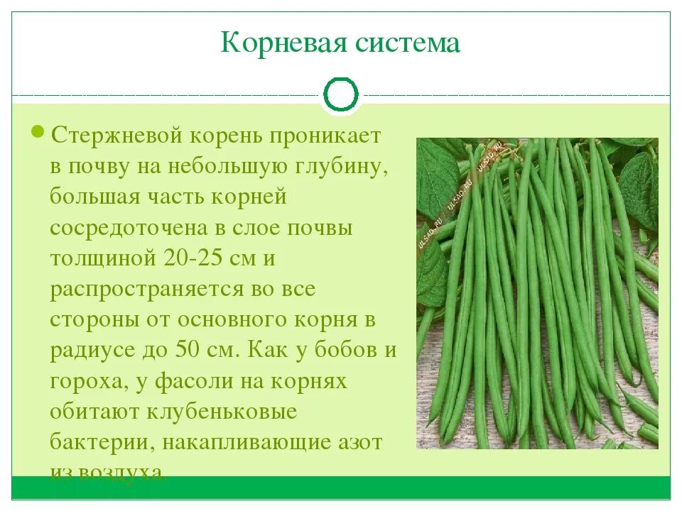 Какой стебель у гороха. Какой стебель у гороха