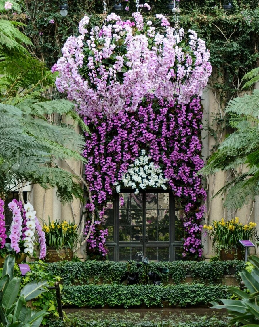 Orchid garden. Орхидеи в ботаническом саду. Orchid garden phuket. Орхидея вертикально. Национальный сад орхидей в сингапуре.