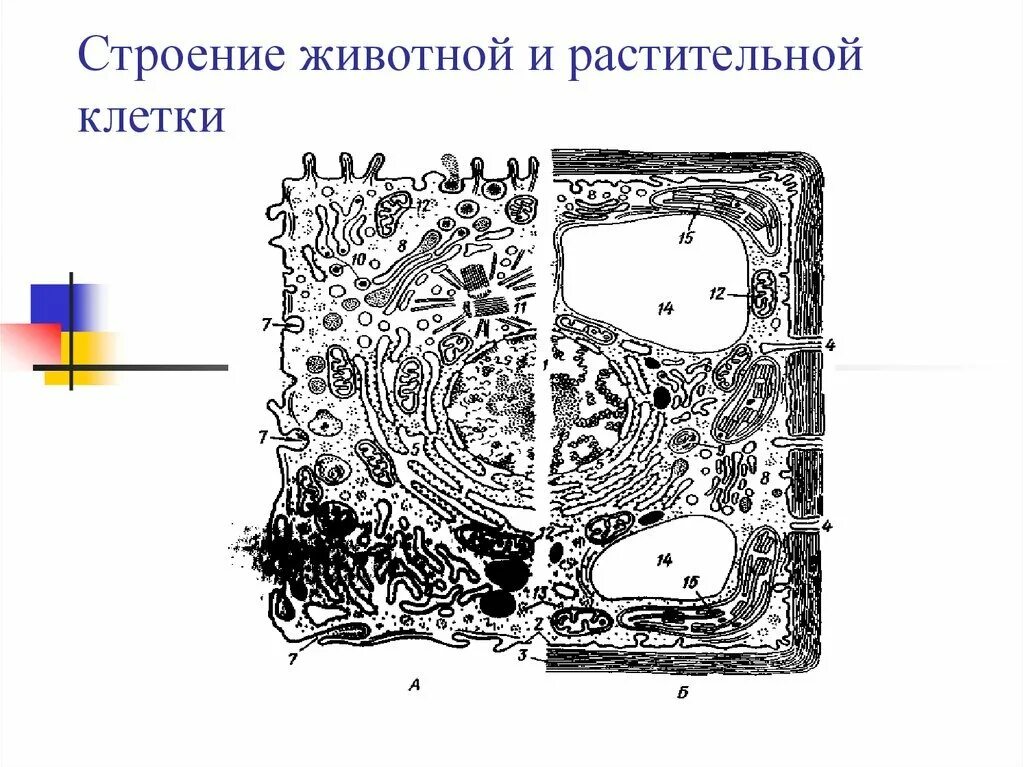 Сравните строение растительной и животное. Схема строения животной и растительной клетки. Строение растительной клетки и животной клетки. Комбинированная схема строения животной и растительной клетки. Строение раст клетки рисунок.