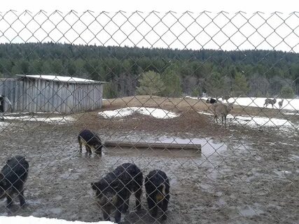 Эко ферма южно сахалинск
