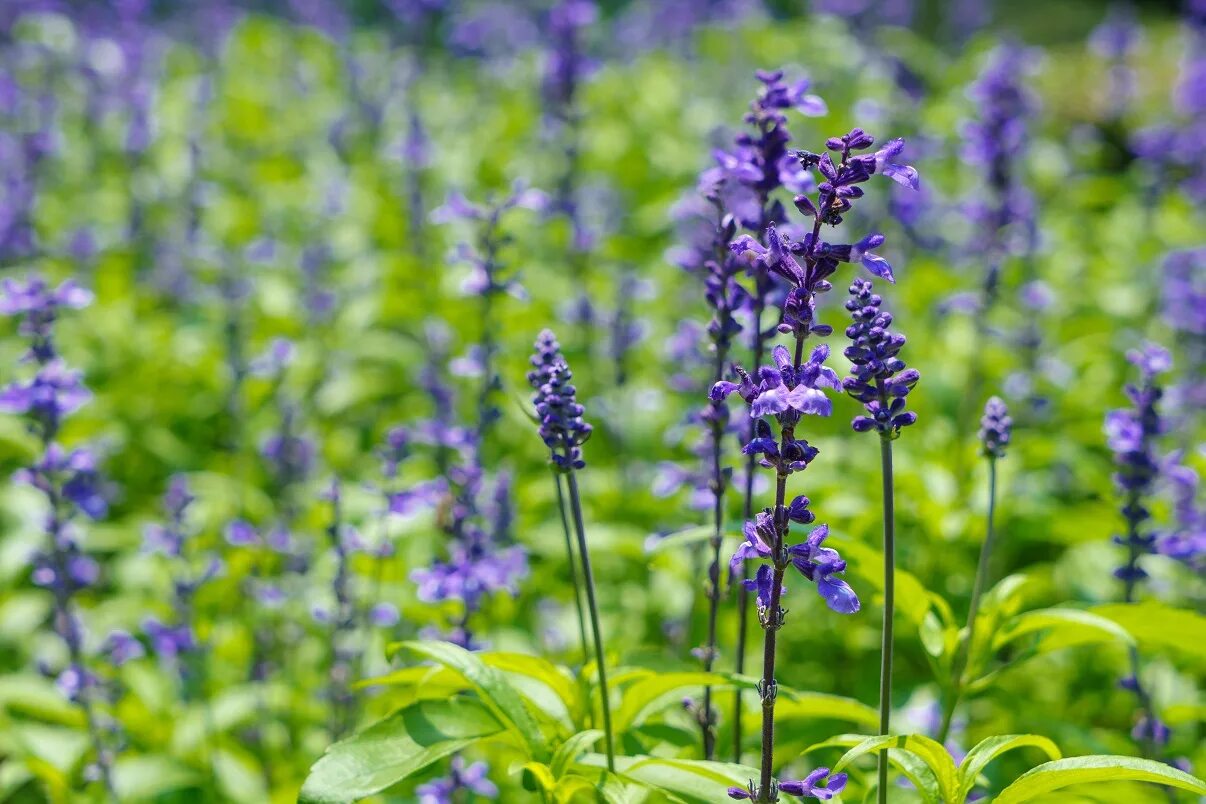 Шалфей предсказателей (salvia divinorum). Сальвия дивинорум. Salvia divinorum. Шалфей галюцегенный. Salvia divinorum.