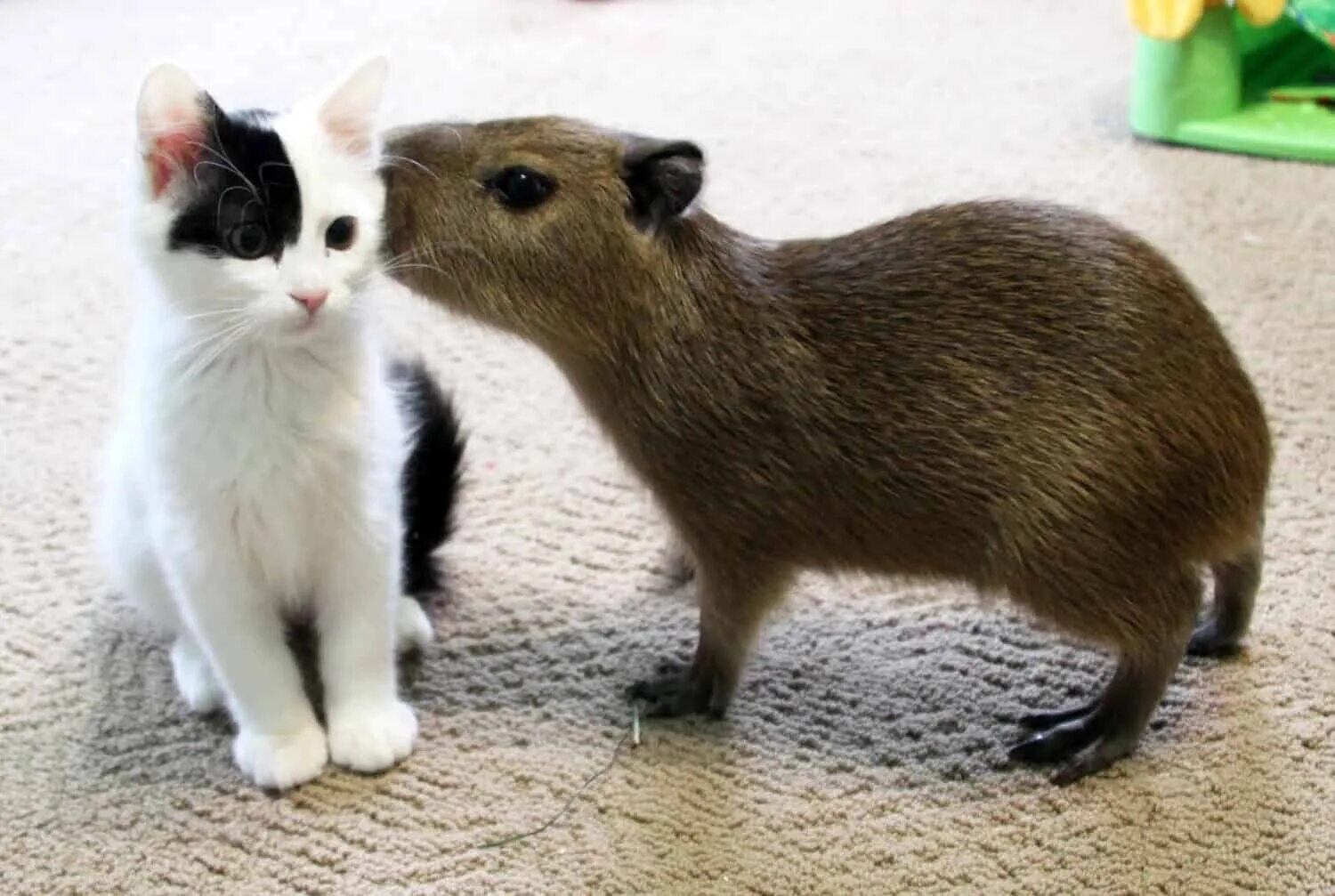 My pets capybaras. Капибара и кошка. Капибара Дружба. Капибара с котами. Капибара милая.