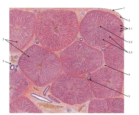 Печень свиньи гистология. Строение дольки печени гистология. Печень человека гистология препарат с подписями. Печень свиньи окраска гематоксилин эозин. Гистология препарат печень человека триада.