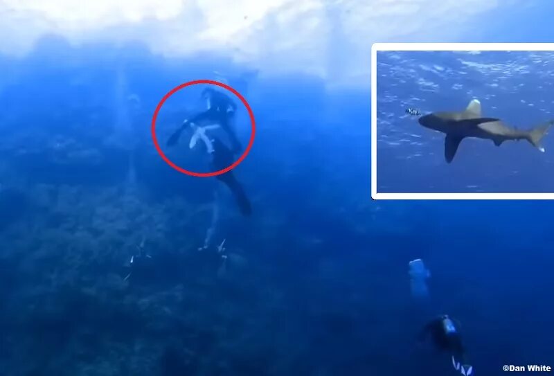 Акулы в Красном море Хургада. Нападение акул в шарме
