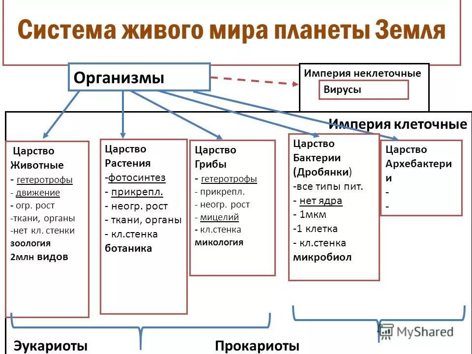 Разнообразие организмов и их классификация конспект. Царство живой природы классификация схема. система живых организмов схема. классификация живых организмов схема. современная классификация живых организмов схема.