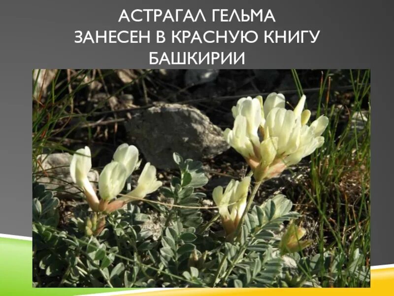 Растения башкортостана занесенные в красную книгу. Растения башкортостана занесенные в красную книгу