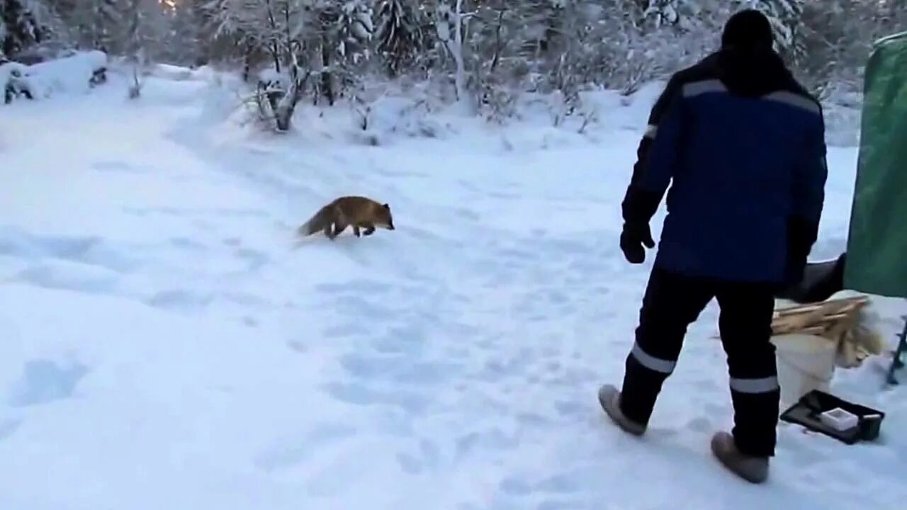 Что ест лиса. Лиса охотится зимой. Лиса охотится зимой. Лиса ворует рыбу. Рыба лиса.