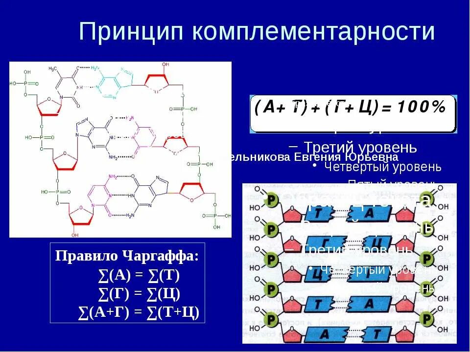 РНК комплементарность строение. Комплементарность нуклеотидов ДНК. Принцип комплементарности ДНК схема. Принцип комплементарности ДНК формула.