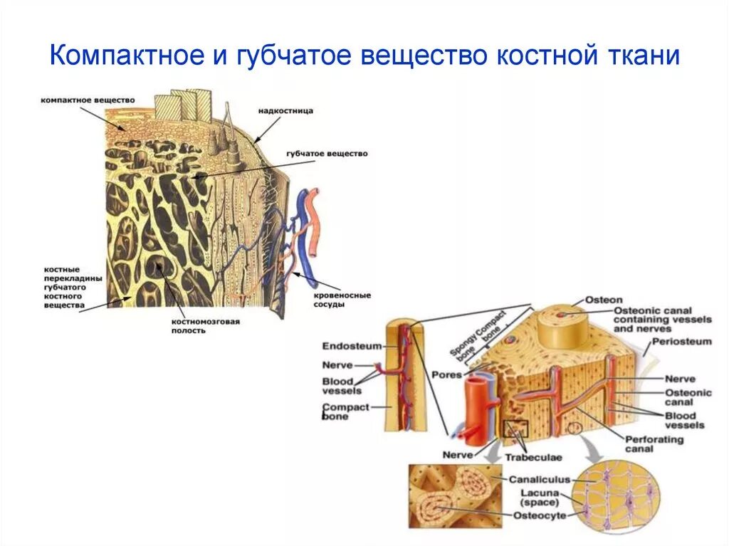 Компактное вещество находится. Губчатое и компактное вещество костной ткани. Строение губчатого вещества костной ткани. Строение губчатой ткани кости. Костная ткань компактное вещество рисунок.