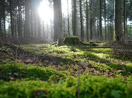 Какая почва в смешанных лесах северной америки