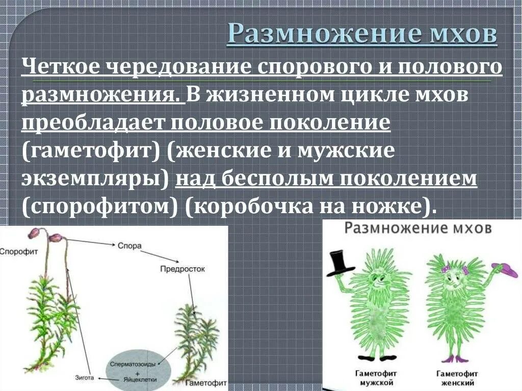 Сфагнум цикл развития сфагнума. Опишите цикл развития высших споровых растений. Спорофит мха гаметофит мха. Бесполое размножение споровых растений.