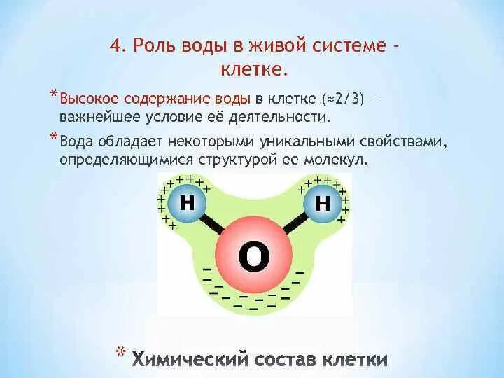 Какая роль воды в клетках. Роль воды в живых системах. Роль воды в живой системе клетке.