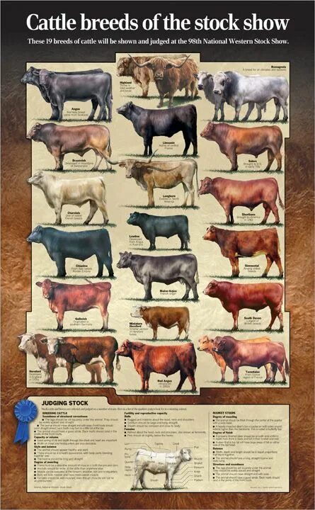 Highest breeding. Cattle breeds. cattle breeding. draftmaster cattle breed.