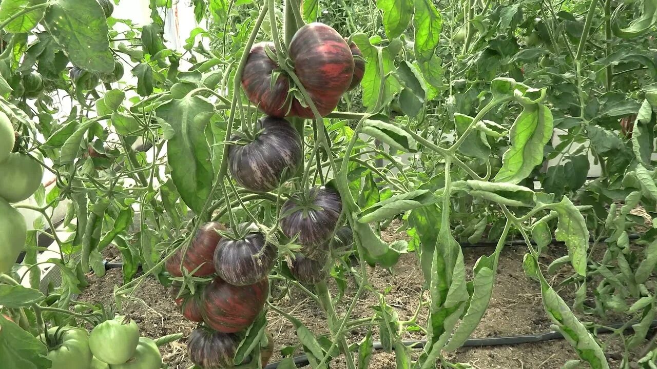 Сорт томата мятежный звездный истребитель. Томат Marsha's Starfighter beefsteak. Томата бифштекс марши Звёздный истребитель. Томат Звездный истребитель. Томат Мятежный Звездный.