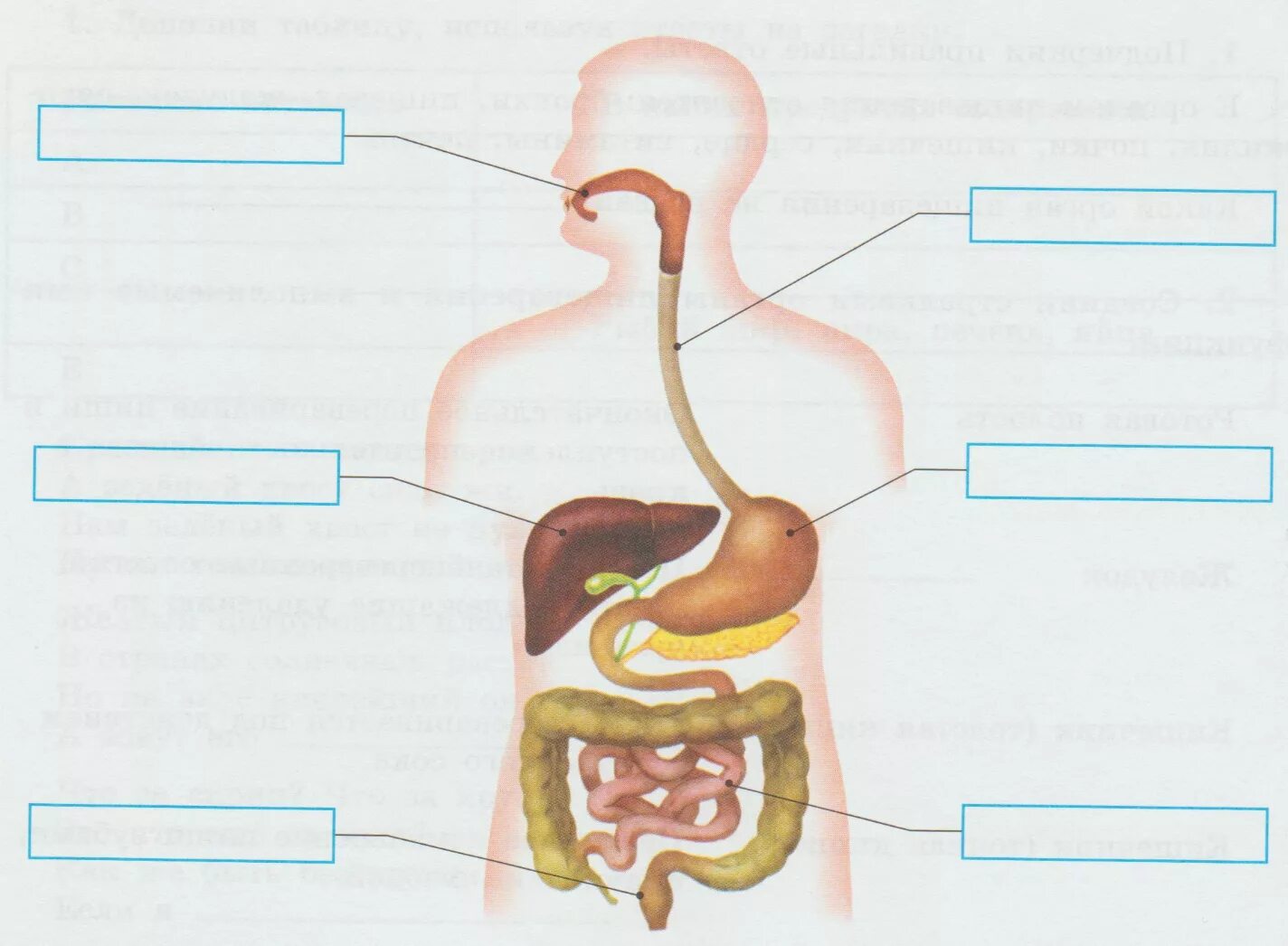 Пищеварительная система схема 3 класс. Пищеварительная система человека схема 3 класс окружающий мир. Система пищеварения человека 3 класс. Схема пищеварительной системы человека 3 класс. Отметь органы пищеварительной системы