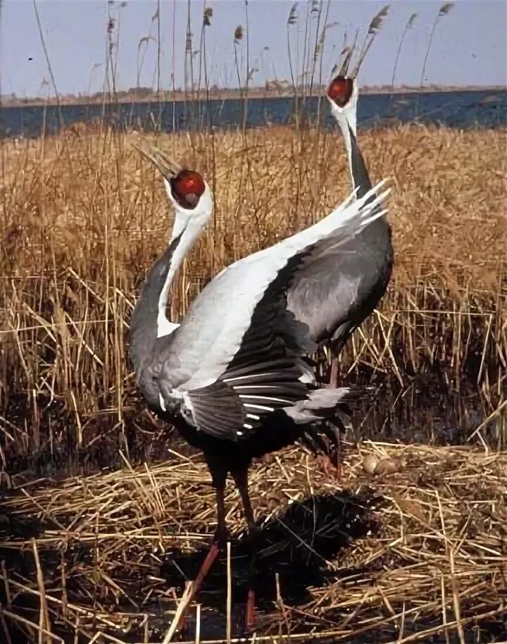 Даурские журавли на дальнем востоке. Даурский заповедник стерх. Даурский журавль. Даурский заповедник журавль. Даурский журавль.