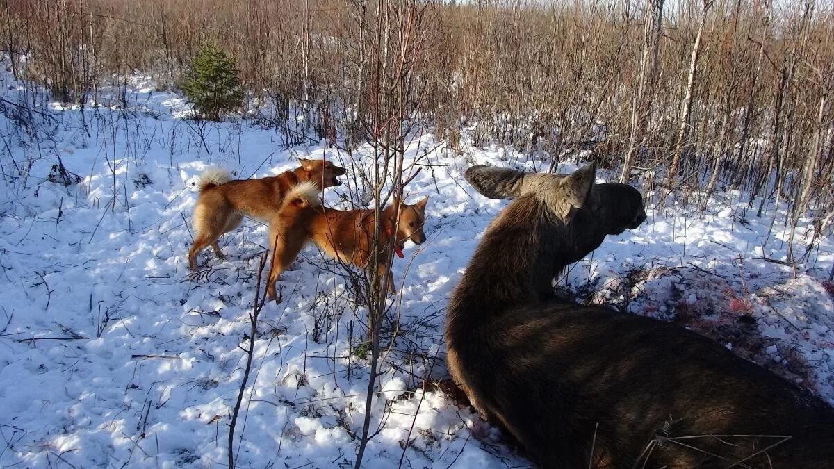 Видео с лайка с собакой. Лайка русско европейская охота Лось. Охота на лося с лайками Западно сибирскими.