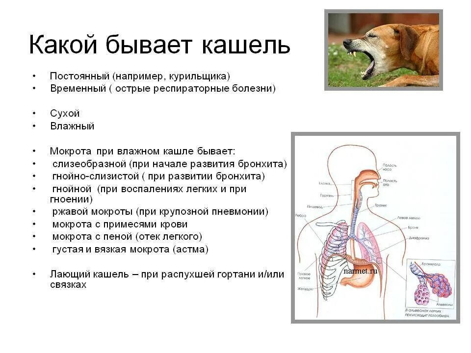 Сухой кашель с мокротой у взрослого