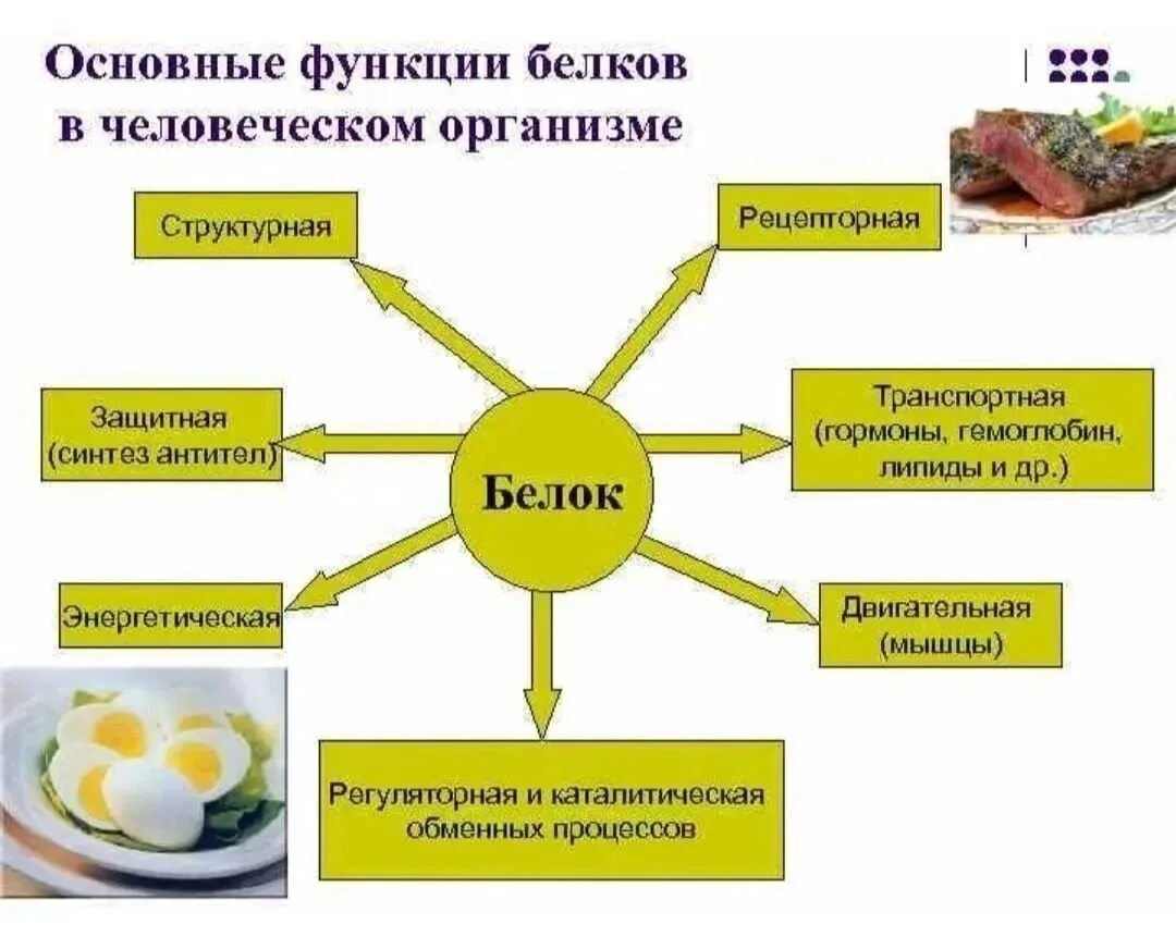 Какие функции белков жиров и углеводов. Пищевая функция белков. Белки функции питание. Функции белков пищи в организме. Роль белков в питании.