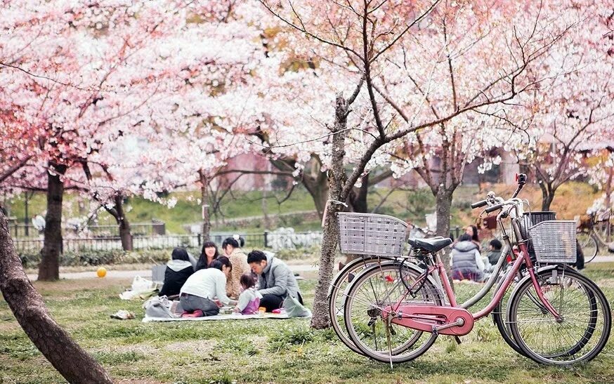Discover beautiful. Праздник цветения Сакуры в Японии. Цветение Сакуры в Японии Ханами. Ханами праздник цветения Сакуры. Цветение Сакуры в Японии пикник.