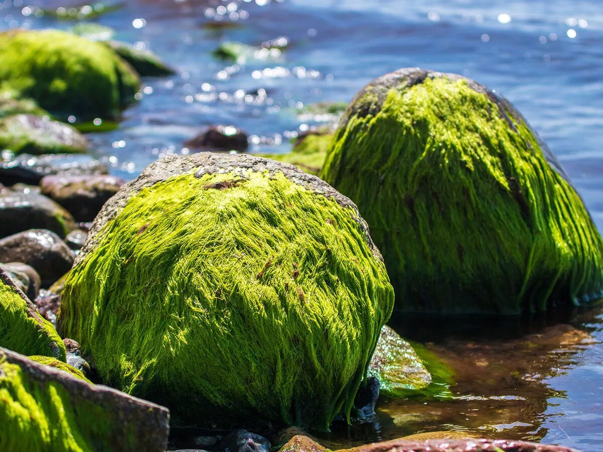 Водоросли природные. Синезеленные водоросли. Зеленые водоросли ульфоциевые. Аэрофильные водоросли. Хлорофиты водоросли.