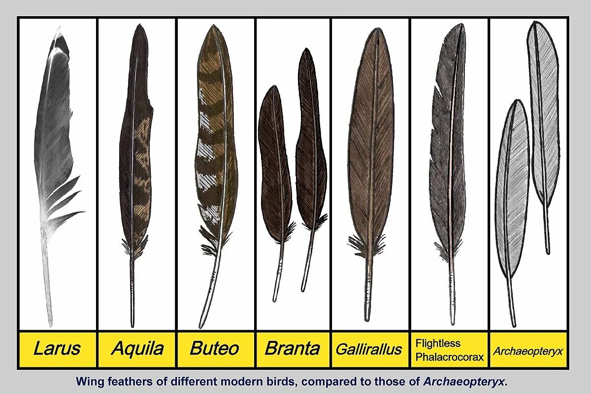 Разновидности перьев. Перья птиц. Перо птицы строение. Разновидности перьев птиц. У птиц различают перья
