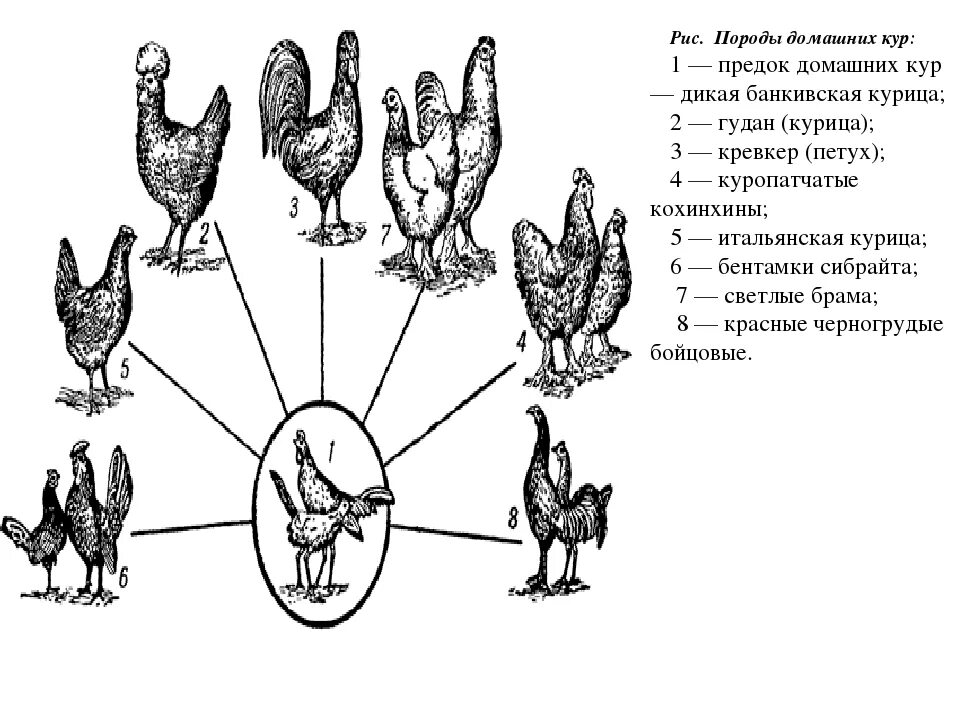 Схема селекции кур. Банкивская курица предок кур. Курица классификация по биологии. Породы домашних кур и их дикий предок. Огэ биология курицы