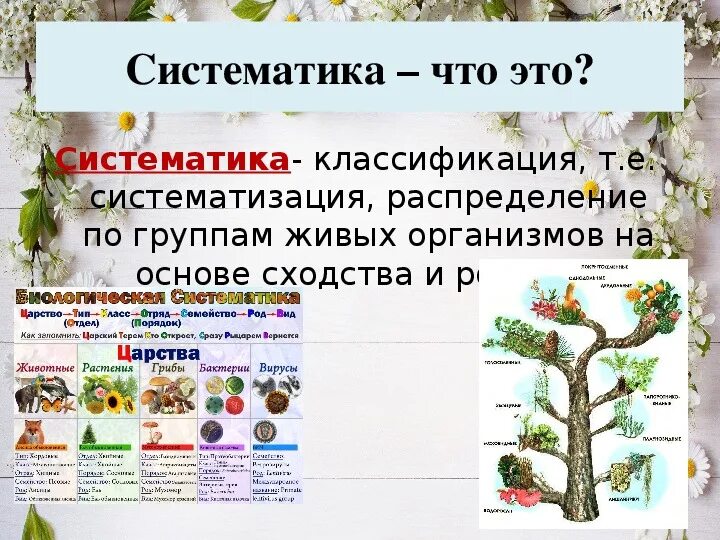 Многообразие организмов и их классификация. Систематика. Таксономия живых организмов. Систематика в биологии. Систематизация в биологии.