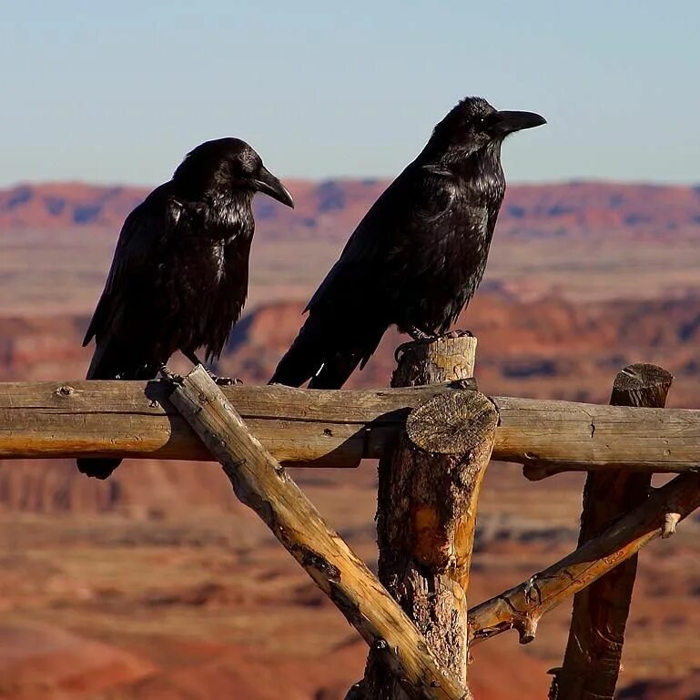 The ravens are the unique. The Raven. Crow and Raven. Вороны эксперименты. Мертвые градусы планет.