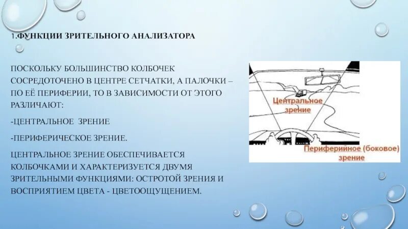 Функции зрительного анализатора. Роль зрительного анализатора. Основные функции зрительного анализатора. Функции периферического отдела зрительного анализатора.