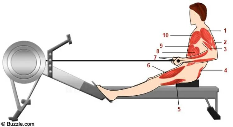 Гребной тренажер группы мышц. Гребной тренажер какие мышцы работают. Мышцы задействованные на гребном тренажере. Какие мышцы работают на гребле. Гребля как правильно