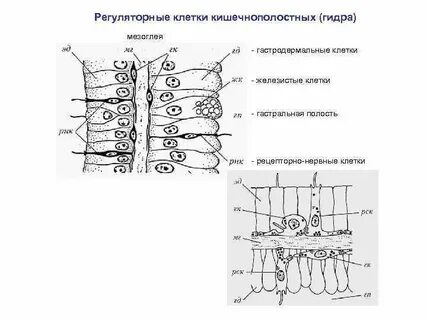 Образуется гастральная полость