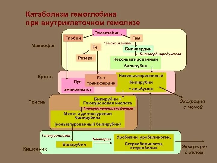 Схема катаболизма гемоглобина. Катаболизм гемоглобина при внутриклеточном гемолизе. Внутриклеточный обмен гемоглобина схема ГЕМОПРОТЕИДЫ. Схема катаболизма гема.