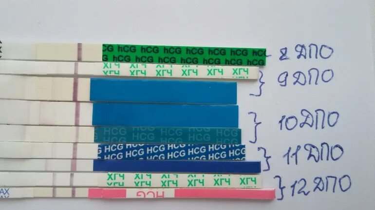 Покажет ли тест беременность через 10 дней. Тест на беременность после овуляции. Тест на беременность после зачатия. Тест на беременность через дней после овуляции. Тесты после оплодотворения.