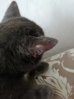 Плеш у кошек