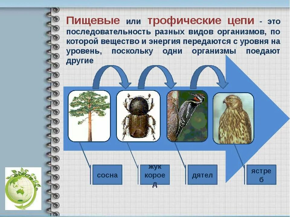 Дайте определение пищевой цепи