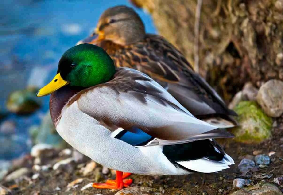 утка самец и самка. утка кряква самец и самка. дикие утки кряквы. самка утки мандаринки. утка кряква селезень.